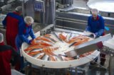 Why Massive Numbers of Farmed Salmon Are Dying